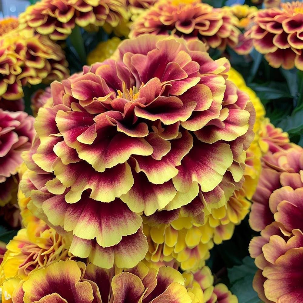 French Marigold Flower Seeds – Heirloom, Non-GMO, High Germination Organic Garden Seeds for Planting