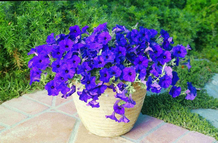 Blue Double Petunia Flower Seeds for Planting – Heirloom Non-GMO | High Germination Organic Garden Seeds