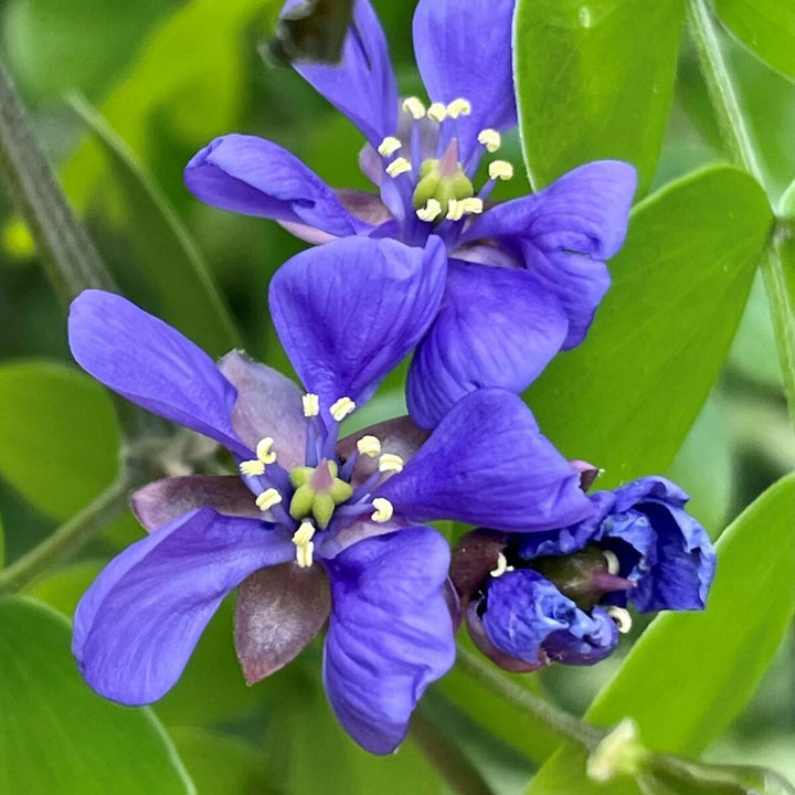 Blue Lignum Vitae Plant Seeds for Planting – Heirloom Non-GMO Organic Garden Seeds