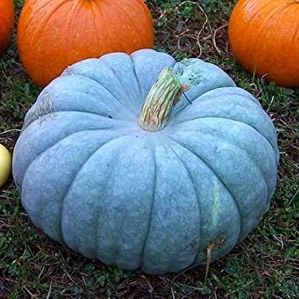 Blue Moon Pumpkin Seeds for Planting | Heirloom, Non-GMO, High Germination Organic Garden Seeds