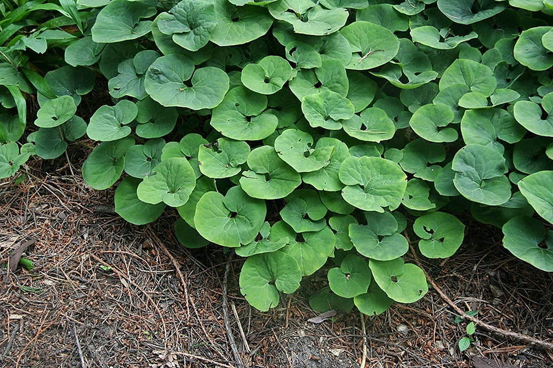 Wild Ginger Plant Seeds for Planting – Heirloom, Non-GMO, High Germination Organic Garden Seeds