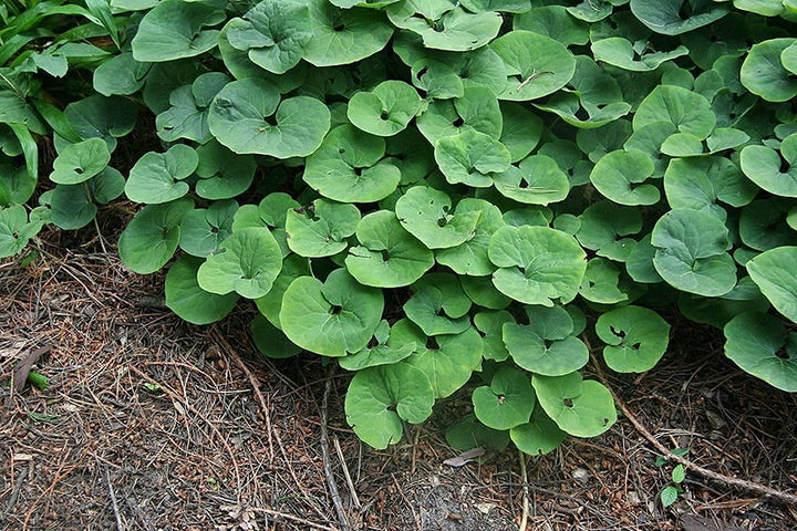 Wild Ginger Plant Seeds for Planting – Heirloom, Non-GMO, High Germination Organic Garden Seeds