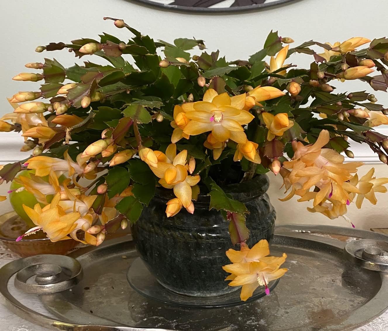 Yellow Schlumbergera Seeds – Heirloom, Non-GMO – Neeraseeds