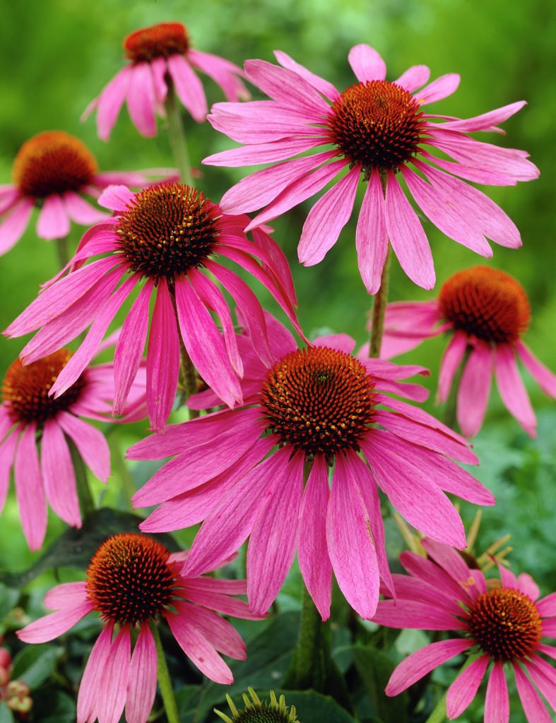 Baby Pink Echinacea Wildflower Seeds for Planting – Heirloom Non-GMO | Attract Pollinators & Butterflies