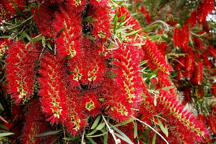 Pink Melaleuca Flower Seeds for Planting – Unique Fragrant Blooms
