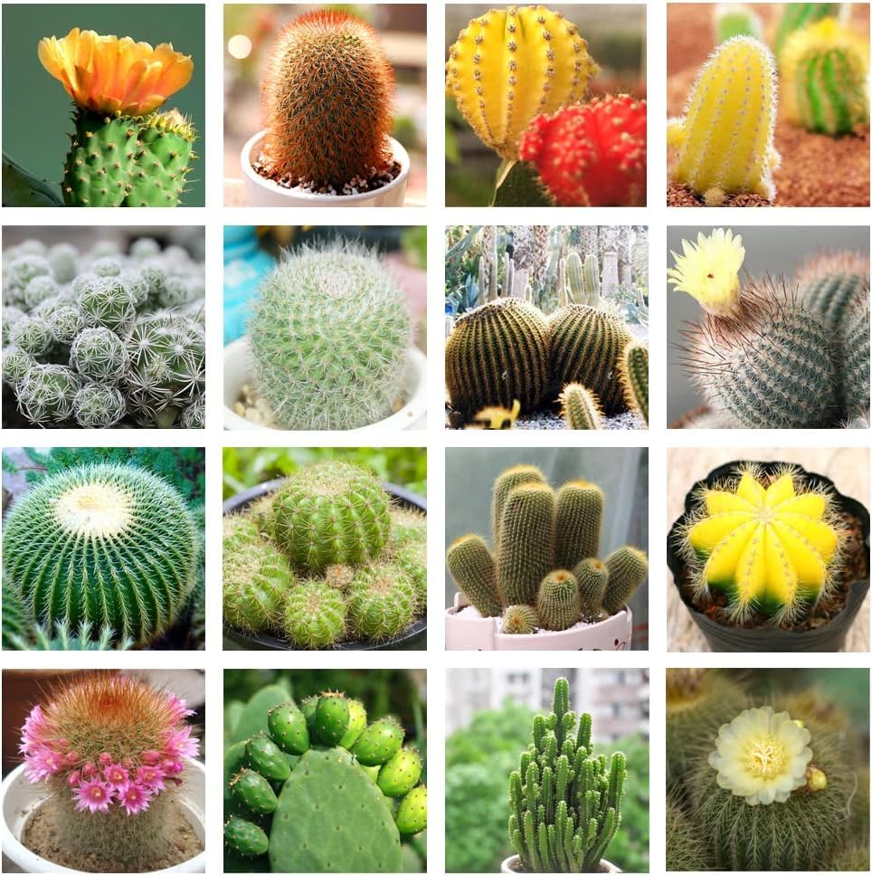 Cactus Plant Seeds for Planting – Non-GMO Heirloom Organic Garden Seeds, High Germination