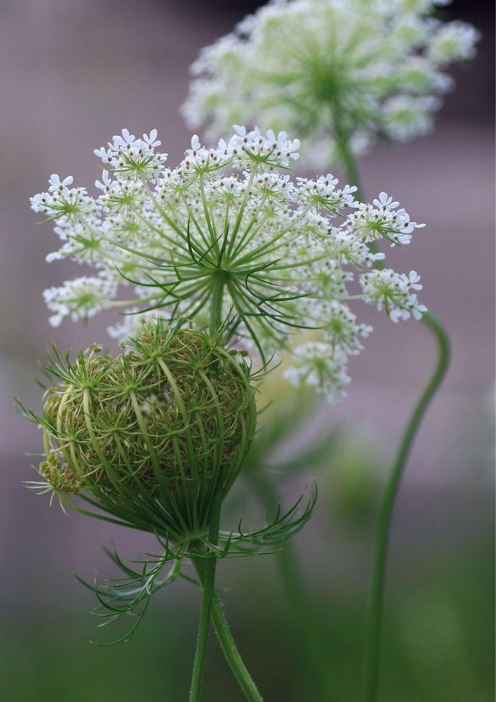 White Lace Flower Seeds for Planting – Heirloom, Non-GMO, High Germination Organic Garden Seeds for Elegant Blooms