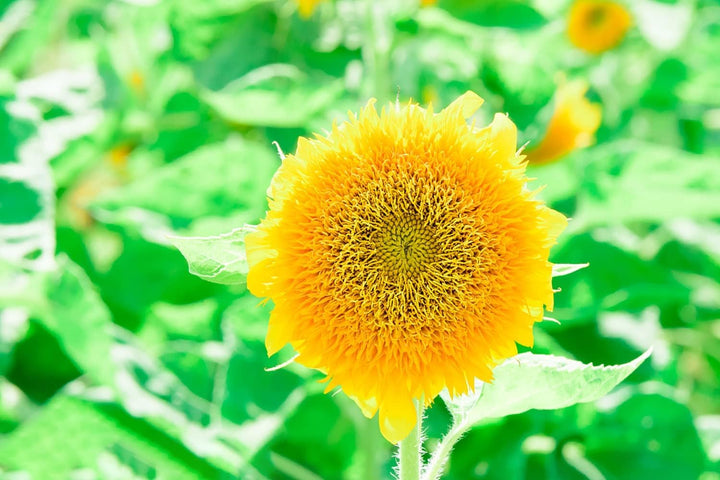 Helianthus Salicifolius Flower Seeds for Planting – Unique Ornamental Foliage and Bright Blooms