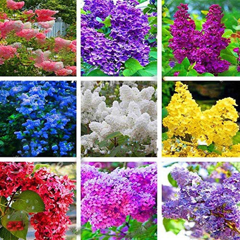 Mixed Lilac Seeds for Planting  Heirloom, Non-GMO Flower Seeds for Vibrant  Garden Blooms