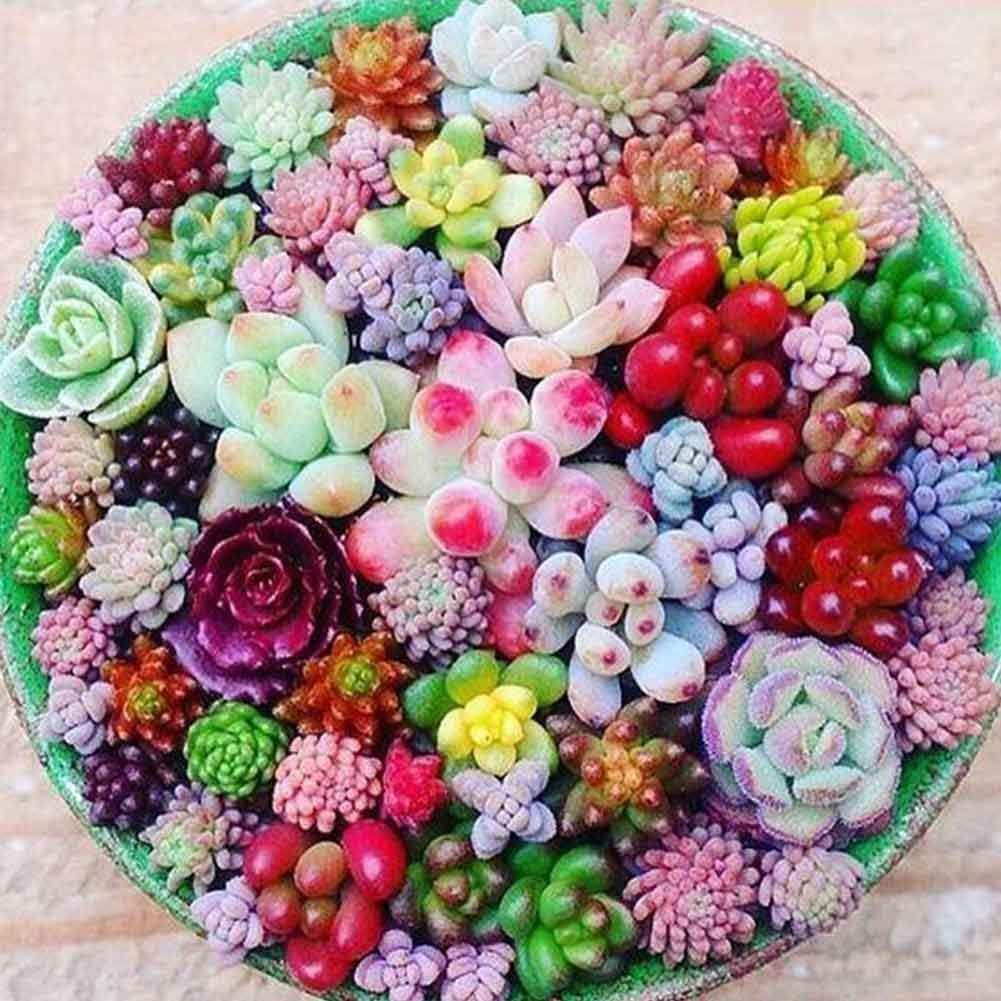 Yellow Red Heirloom Echeveria Plant Seeds – Non-GMO High Germination Seeds for Planting & Decorative Rosette Succulents