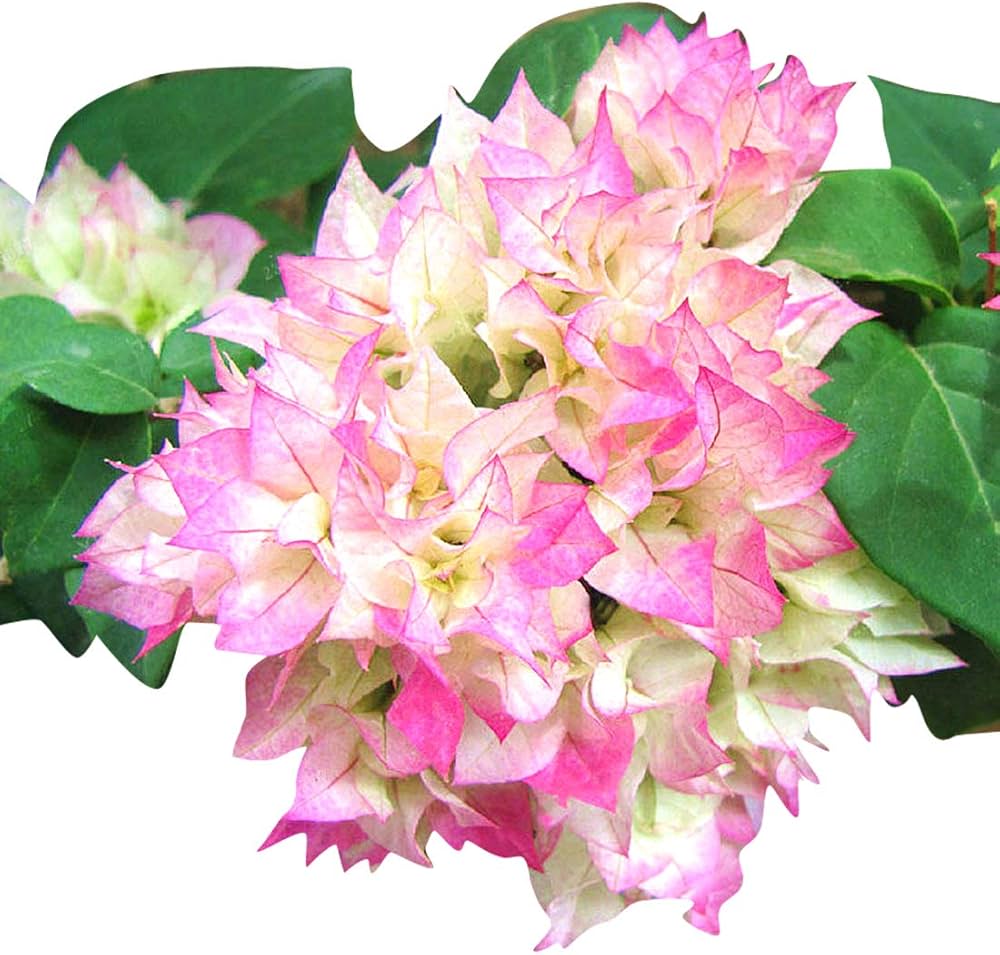 Climbing Bougainvillea Flower Seeds for Planting – Heirloom, Non-GMO, Organic Garden Seeds, High Germination