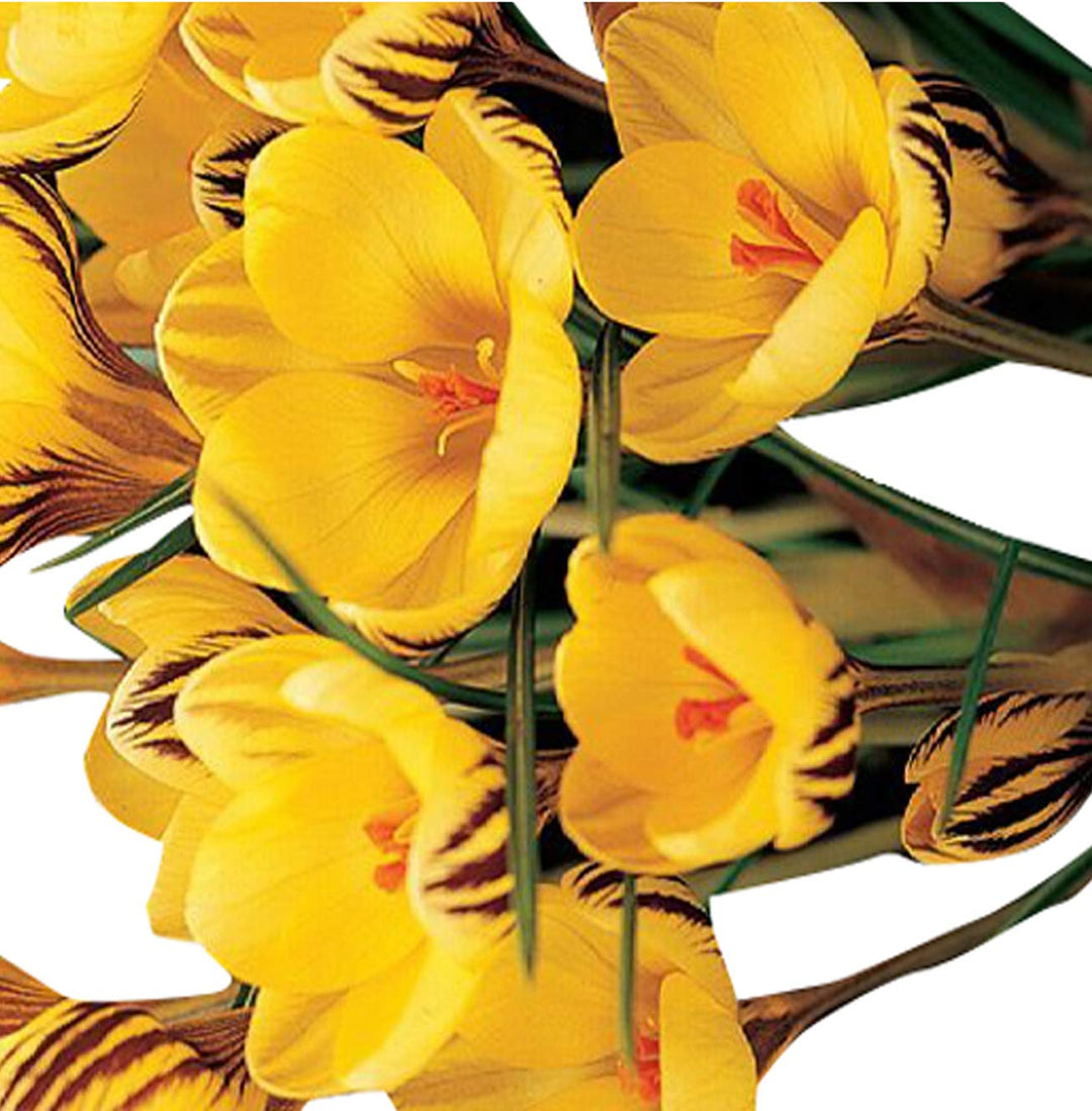 Yellow Crocus Flower Seeds for Planting – Heirloom, Non-GMO, High Germination Organic Garden Seeds for Early Spring Blooms