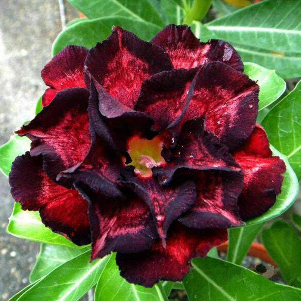 black succulent seeds Black Red Desert Rose Seeds