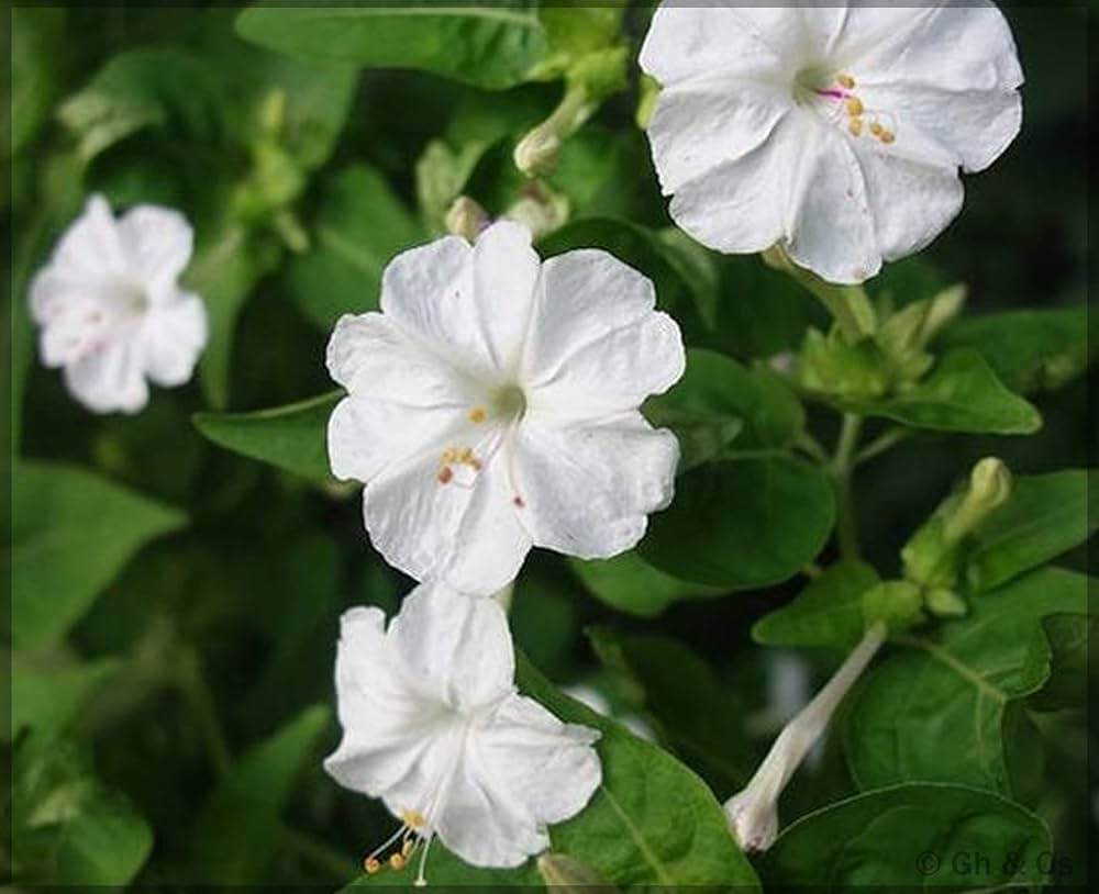 White Mirabilis Flower Seeds – Heirloom Non-GMO High Germination Organic Garden Seeds for Planting