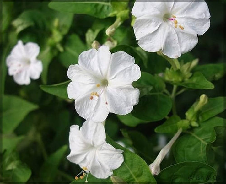 White Mirabilis Flower Seeds – Heirloom Non-GMO High Germination Organic Garden Seeds for Planting