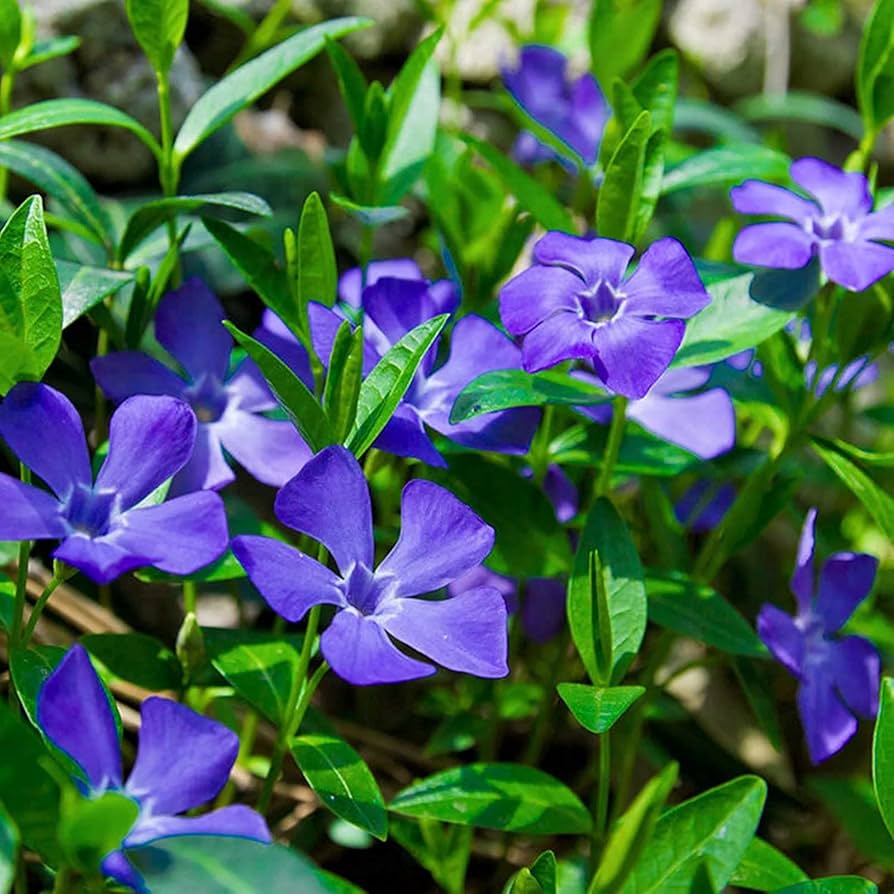 Blue Vinca Periwinkle Plant Seeds – Heirloom Non-GMO High Germination Seeds for Planting Home & Outdoor Gardens