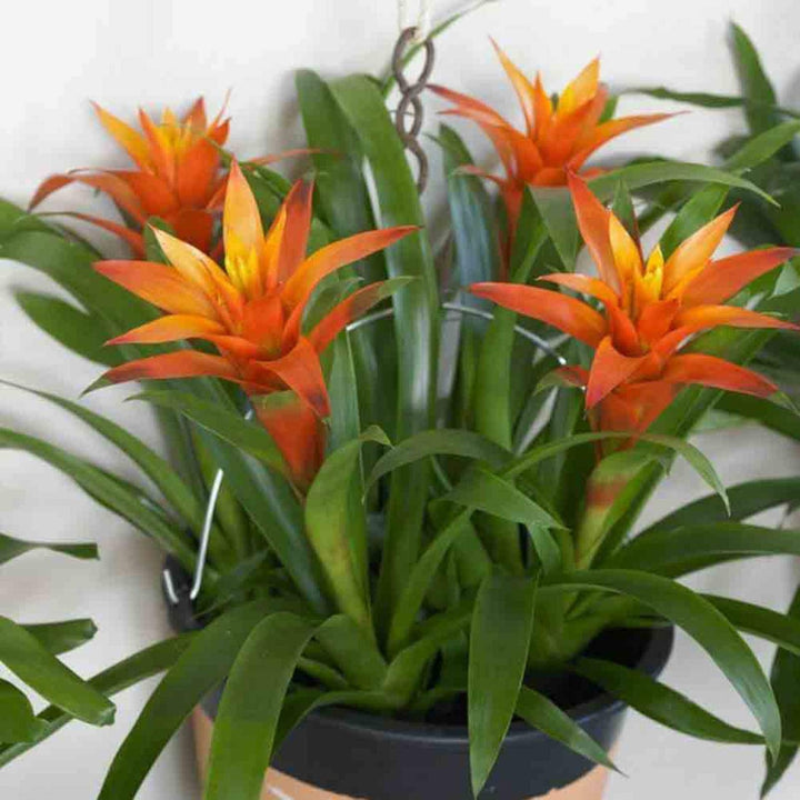 Bromeliad Tillandsia Bulbosa Orange Seeds for Planting – Heirloom & Non-GMO Air Plant Seeds