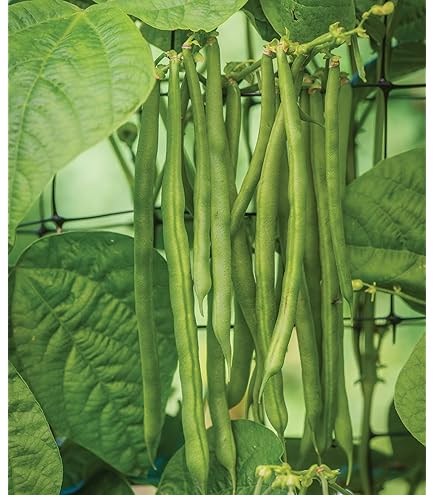 Mogettes Beans Vegetable Seeds for Planting - heirloom & Non-GMO Garden Seeds