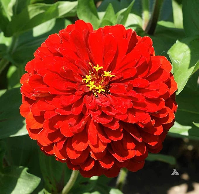 Red Zinnia Flower Seeds for Planting – Vibrant, Non-GMO Heirloom Garden Flowers