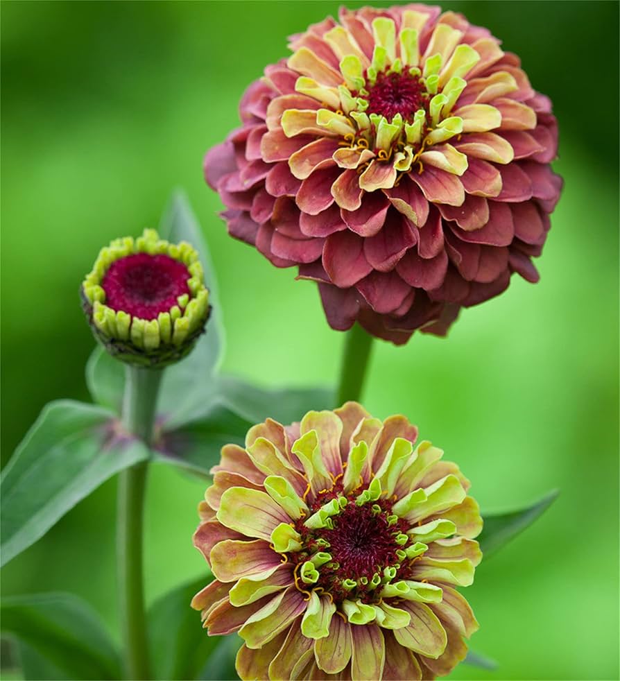 Queeny Lime Red Zinnia Flower Seeds – Vibrant, Non-GMO, Heirloom, High Germination Organic Garden Seeds
