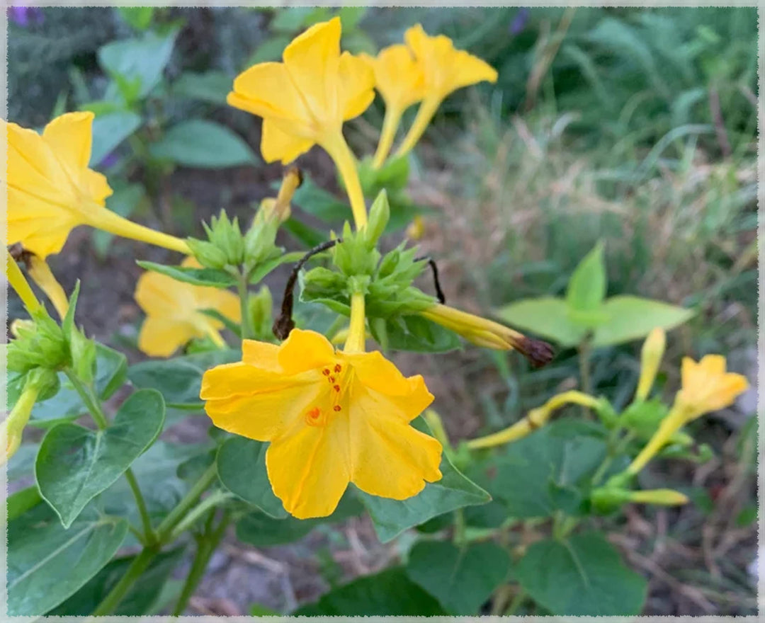Yellow Marquezii Plant Seeds for Planting | Heirloom, Non-GMO, High Germination Organic Garden Seeds for Bright Blooms