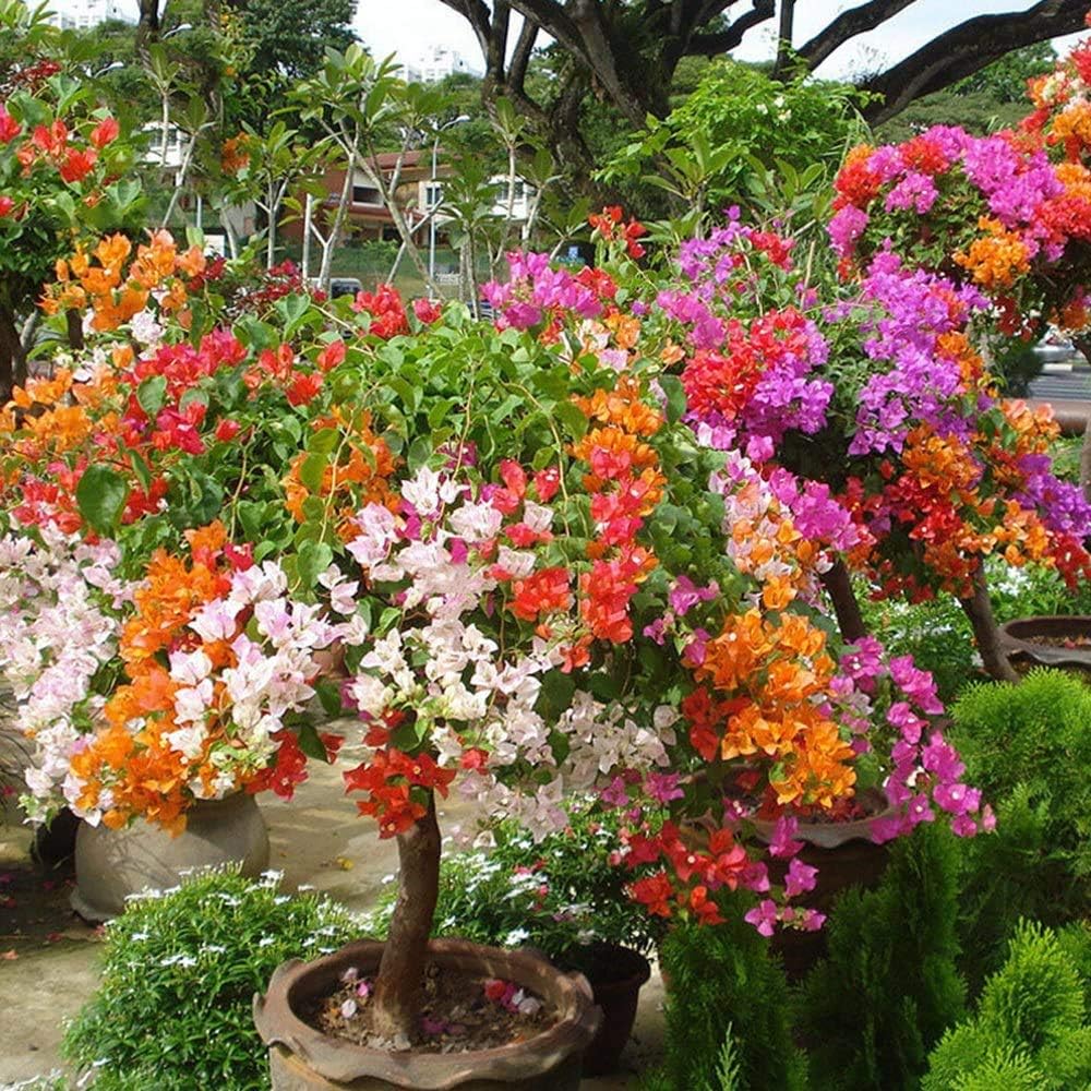 Bougainvillea Multi-Colour Seeds – Heirloom, Non-GMO, Organic Garden Seeds  with High Germination for Planting