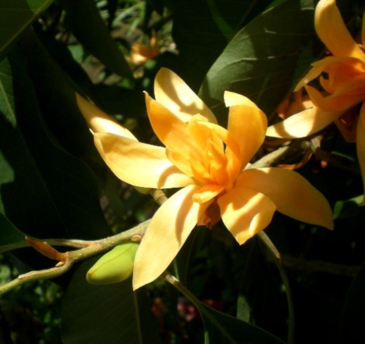 Cream Michelia Flower Seeds for Planting – Fragrant Blooming Garden Plant
