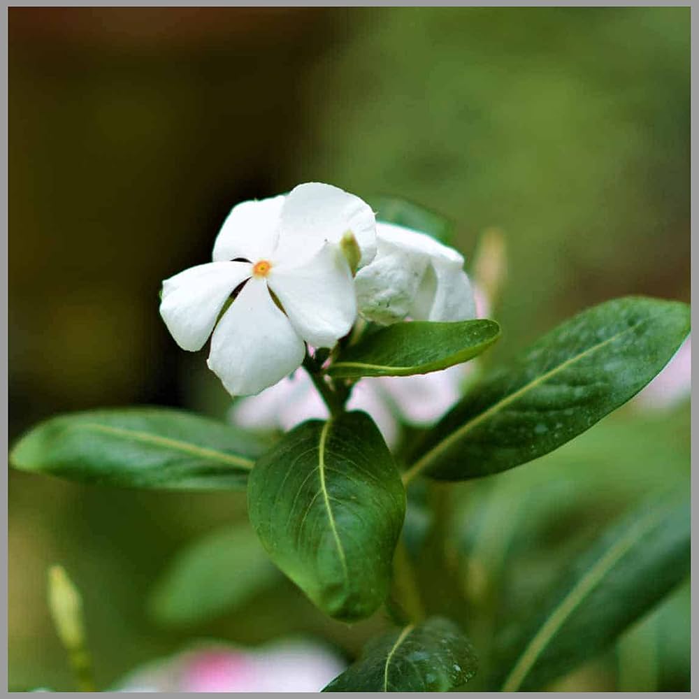 White Periwinkle Vinca Flower Seeds for Planting – Heirloom Non-GMO