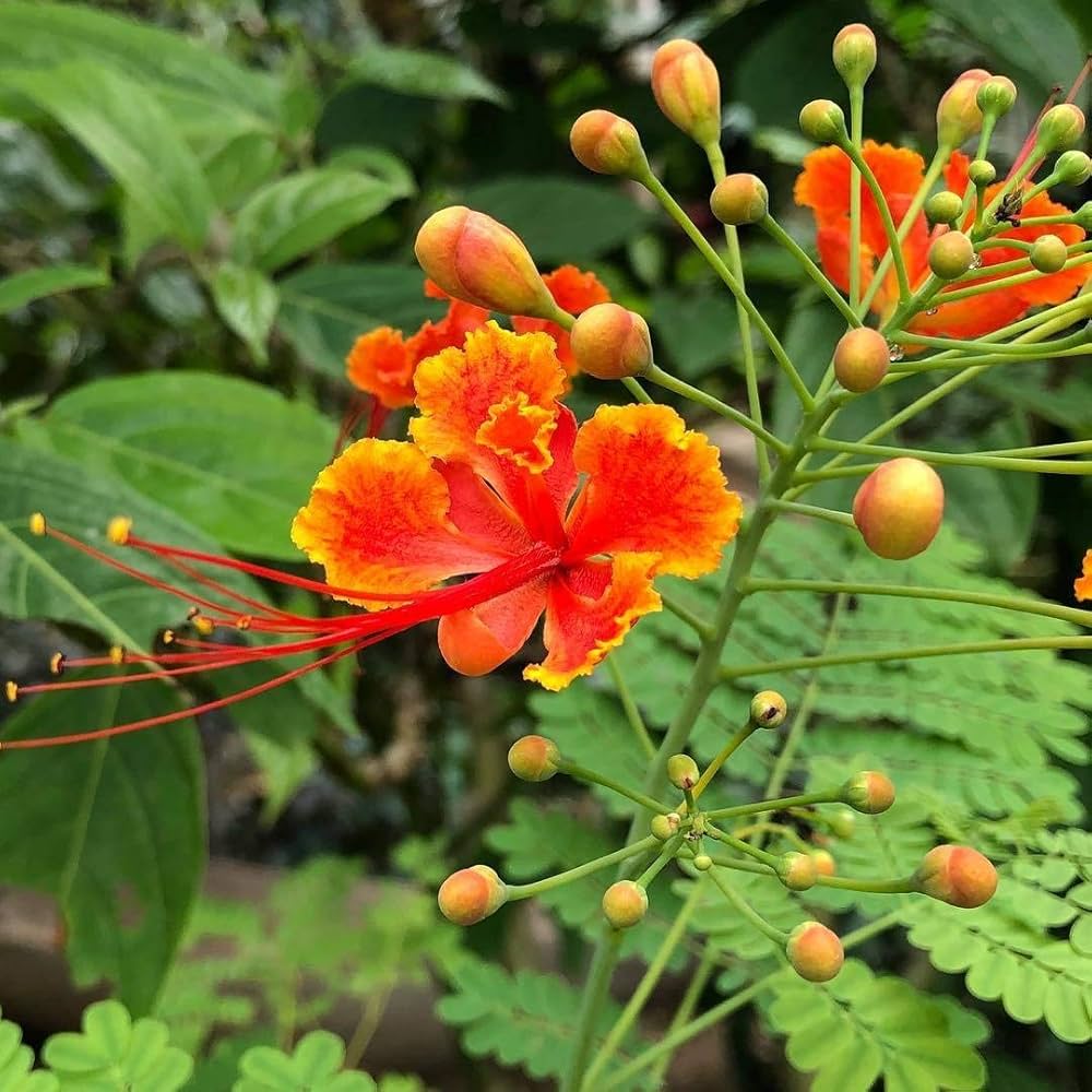 peacock plant seeds Red Caesalpinia Peacock Flower Seeds for Planting – Non-GMO, Heirloom, High Germination Ornamental Garden Seeds
