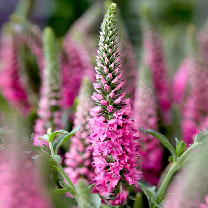 Pink Veronica Flower Seeds for Planting – Heirloom, Non-GMO, Organic Garden Seeds, High Germination