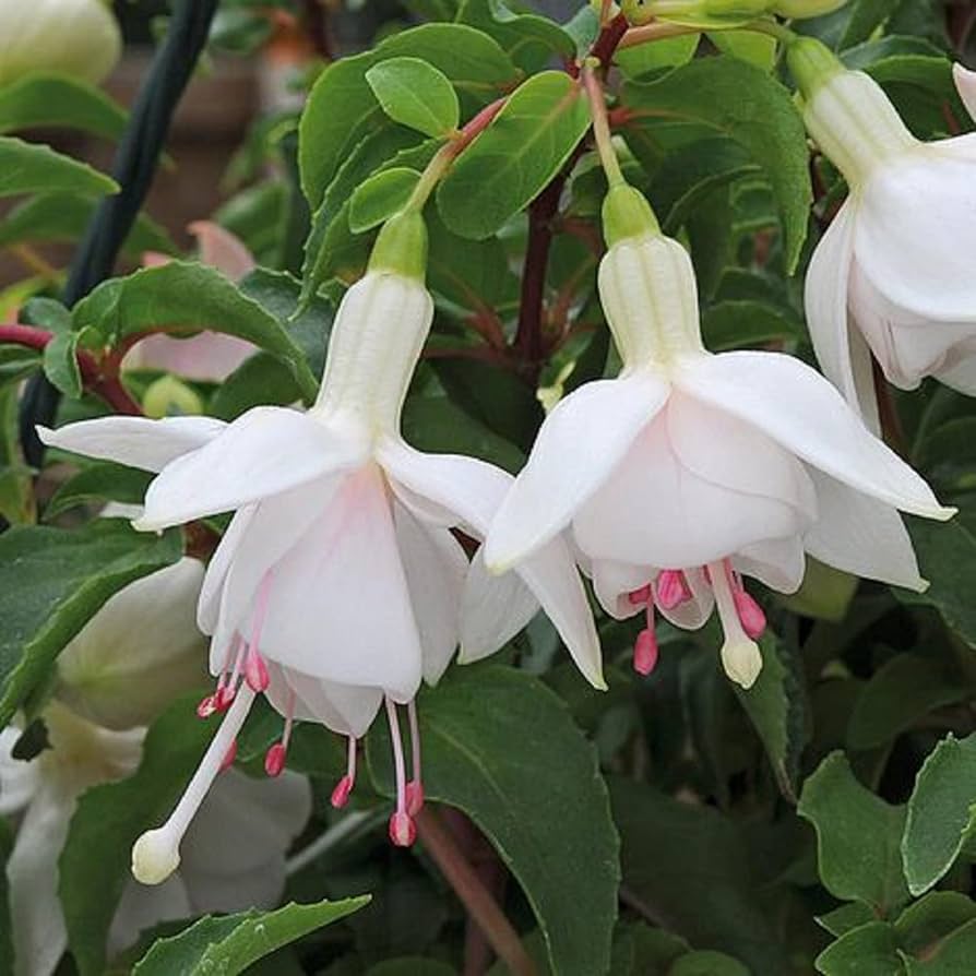 fuchsia seeds from plant White Double Petals Fuchsia Flower Seeds for Planting – Heirloom, Non-GMO, High Germination Organic Garden Seeds