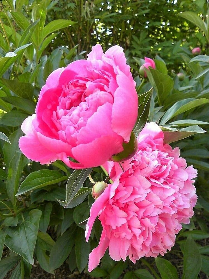 Lactiflora Flower Seeds for Planting – Elegant, Fragrant Blooms for Gardens