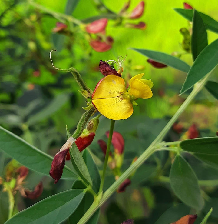 Cajanus Flower Seeds for Planting – Heirloom Non-GMO Seeds with High Germination for Organic Garden and Vibrant Yellow Blooms