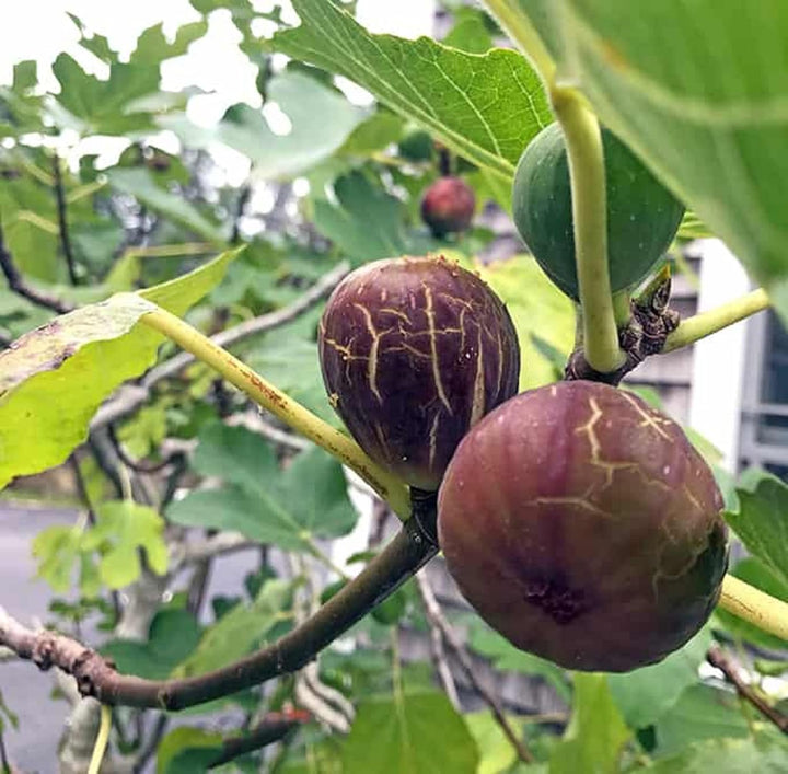 Brown Turkey Fig Seeds for Planting – Heirloom, Non-GMO, High Germination Organic Garden Seeds for Sweet Figs