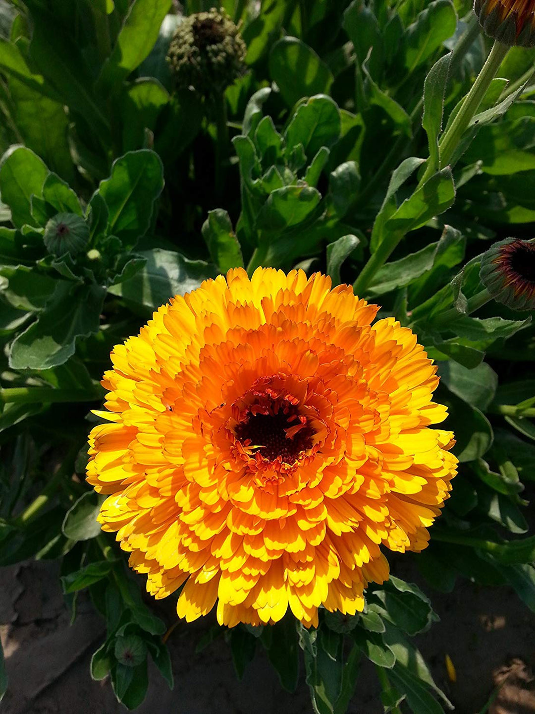 Calendula Flower Seeds for Planting – Heirloom, Non-GMO Medicinal and Ornamental Garden Seeds