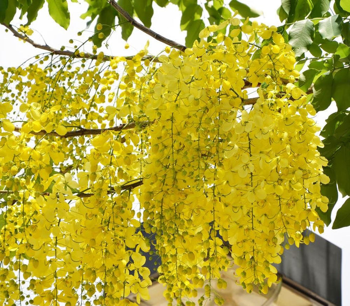 Yellow Laburnum Seeds – Heirloom, Non-GMO Flower Seeds for Planting