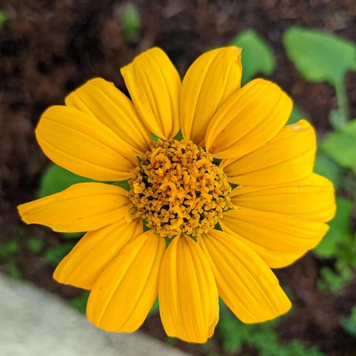 Yellow Diversifolia Flower Seeds for Planting