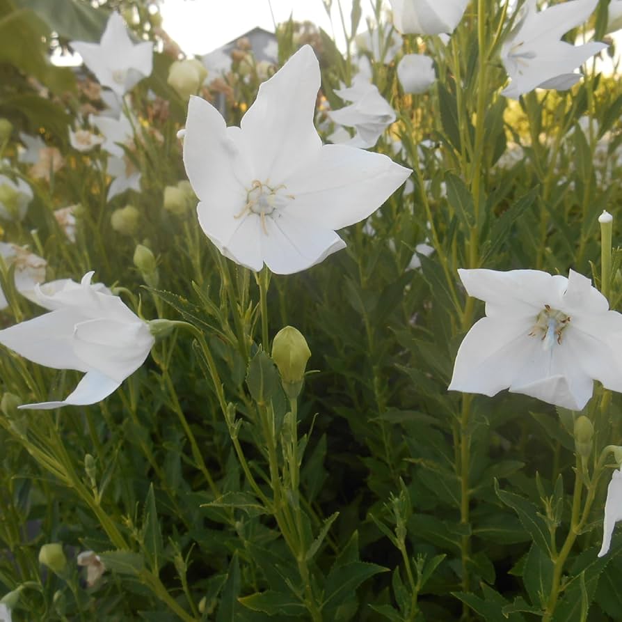 white balloon flower seeds White Platycodon Balloon Flower For Planting Herb Garden Borders Flower  Seeds for – Neeraseeds
