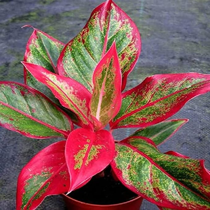 Aglaonema Plant Seeds Green Red for Planting NON GMO Seeds