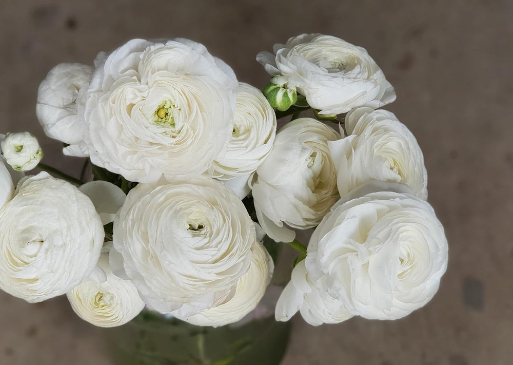 Flower Seeds, Seeds for Planting, Plant Seeds