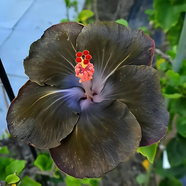 Black Yellow Hibiscus Flower Seeds for Planting – Heirloom Non-GMO High Germination Garden Seeds