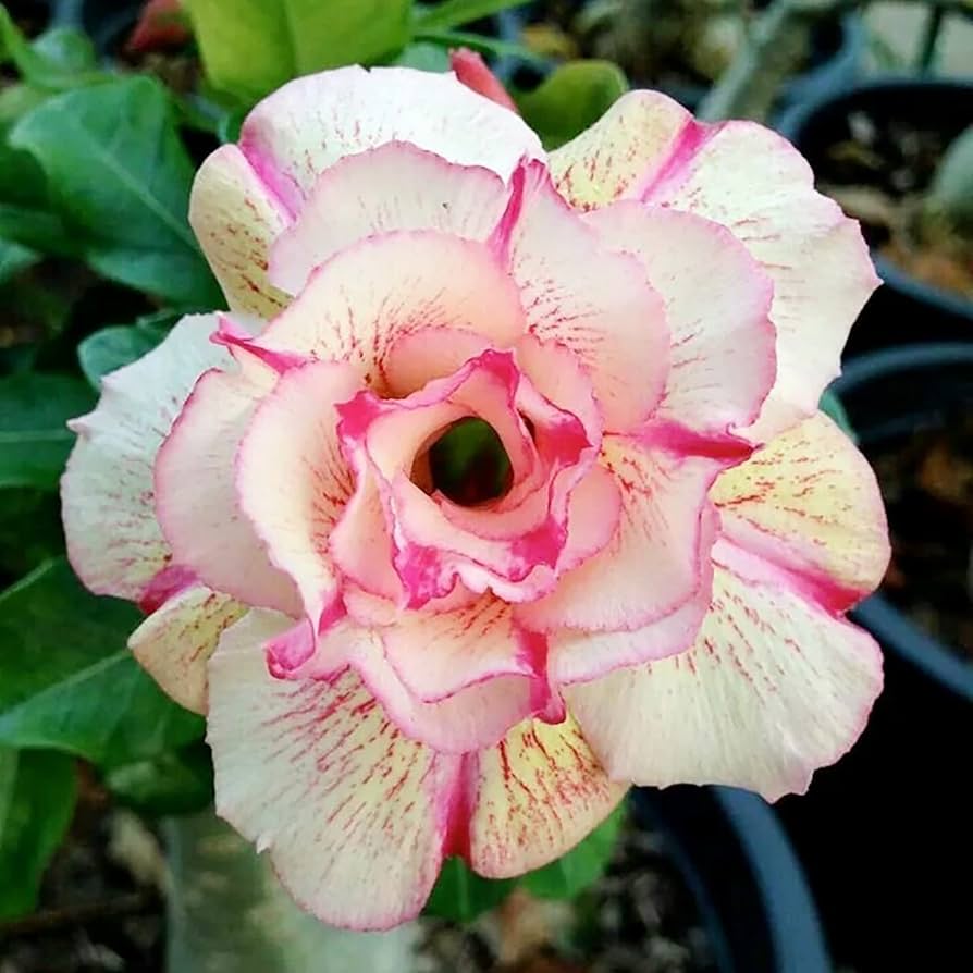 Desert Rose Seeds (Adenium Obesum) – Popular Succulent Plant Seeds for Planting – Heirloom, Non-GMO, High Germination