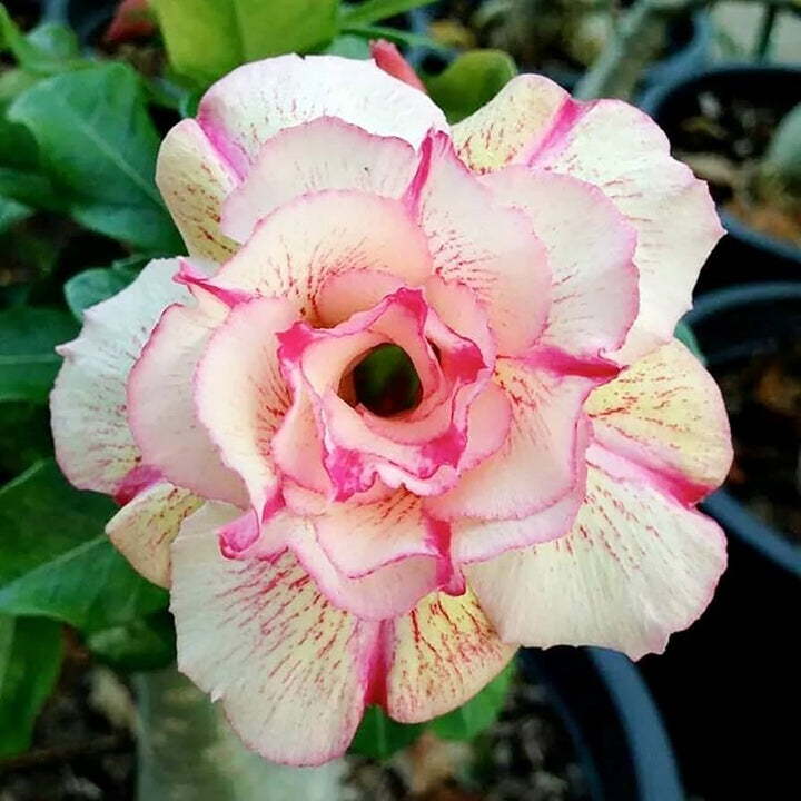 Desert Rose Seeds (Adenium Obesum) – Popular Succulent Plant Seeds for Planting – Heirloom, Non-GMO, High Germination