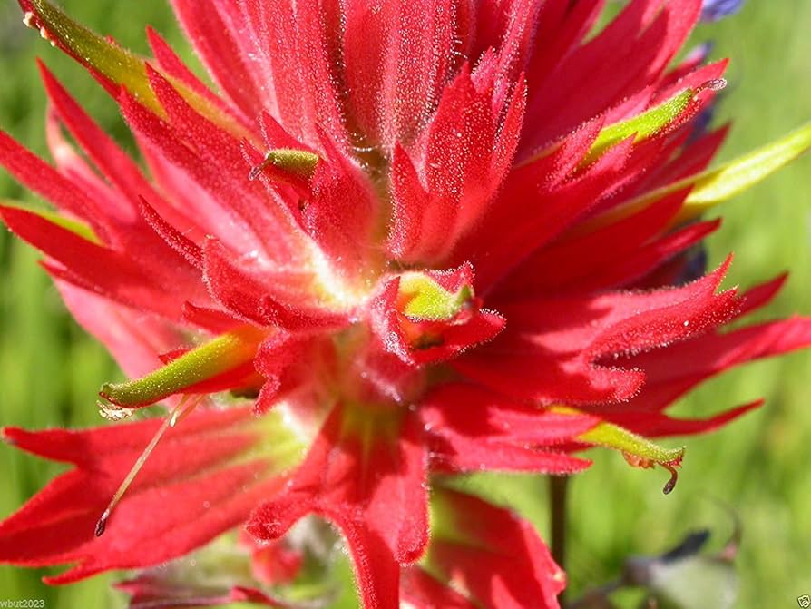 Red Castilleja Flower Seeds for Planting – Hardy, Vibrant Wildflower Blooms