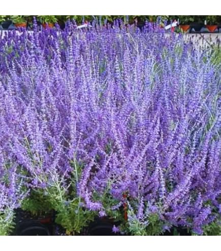 Russian Sage Plant Seeds for Planting – Heirloom, Non-GMO, High Germination Perennial Blooms for Drought-Tolerant Gardens