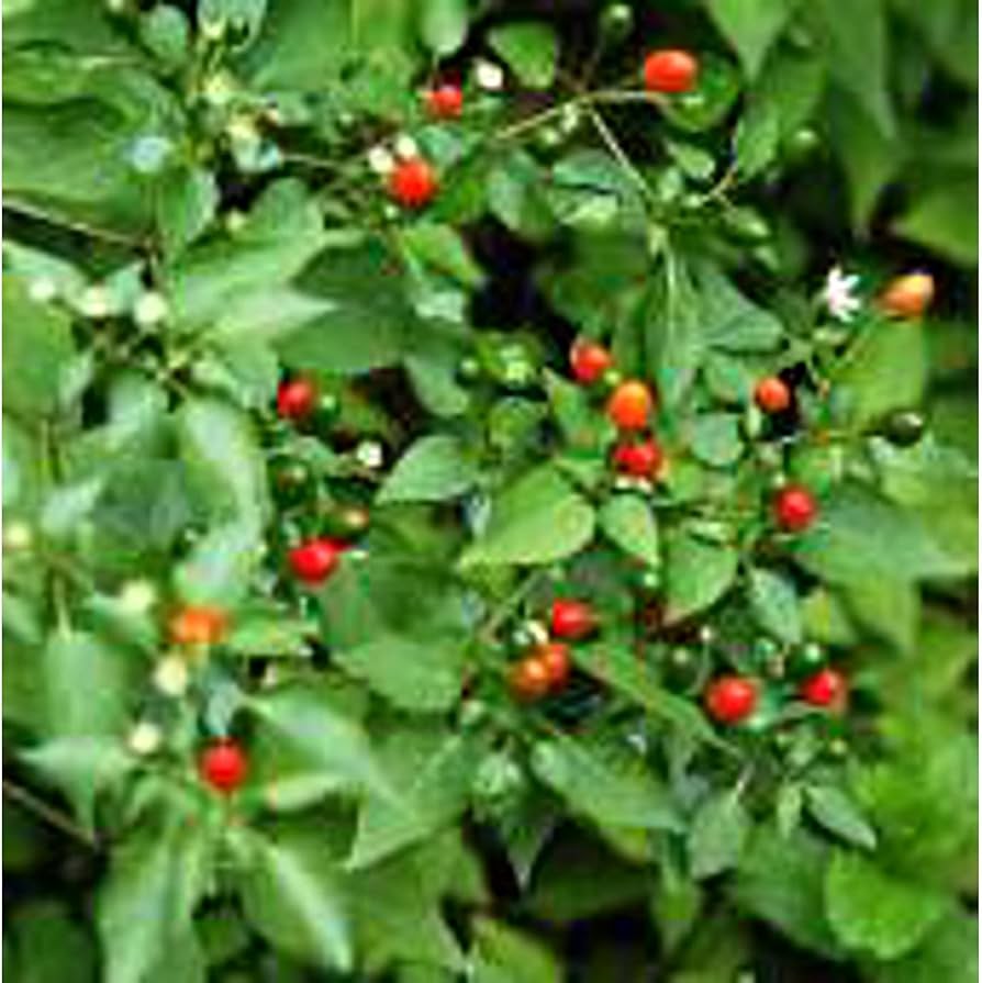 planting chiltepin seeds Texas Chiltepin Pepper Capsicum Annuum Pepper For Planting Flower Seeds for  Blooming – Neeraseeds
