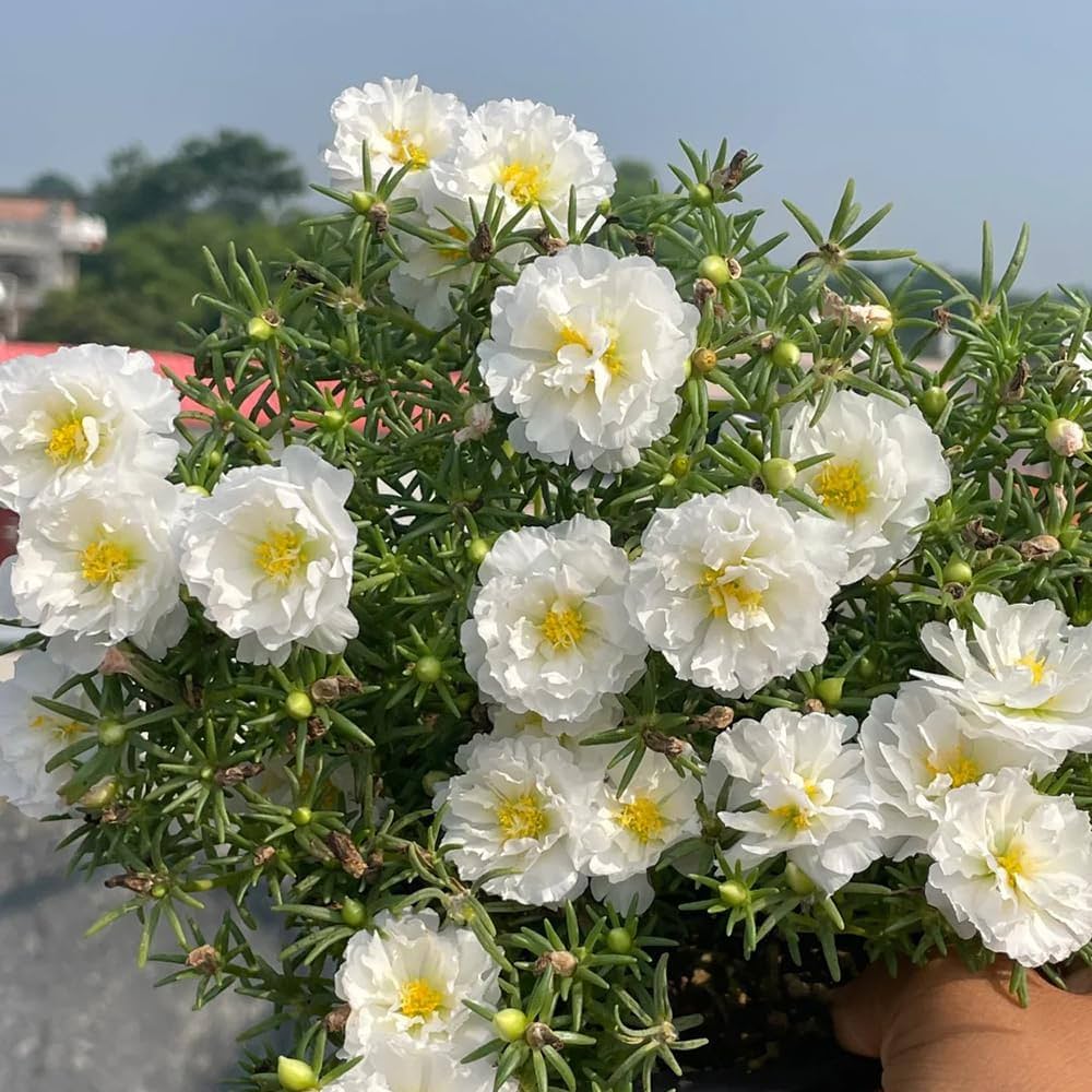 White Portulaca Flower Seeds for Planting – Heirloom, Non-GMO, Organic Garden Seeds, High Germination