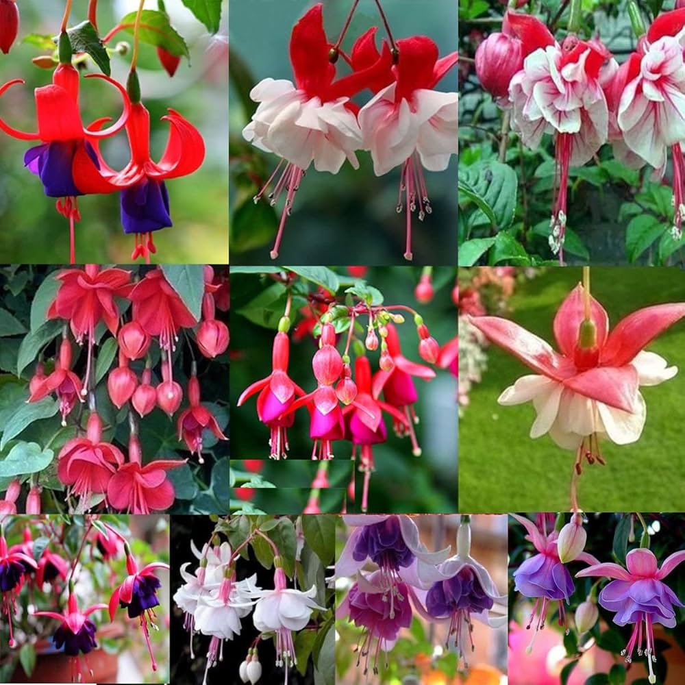 fuchsia plant seeds for sale Heirloom Non-GMO Fuchsia Hybrida Flower Seeds | Multi-Colored Blooms | Organic Garden Seeds for Planting