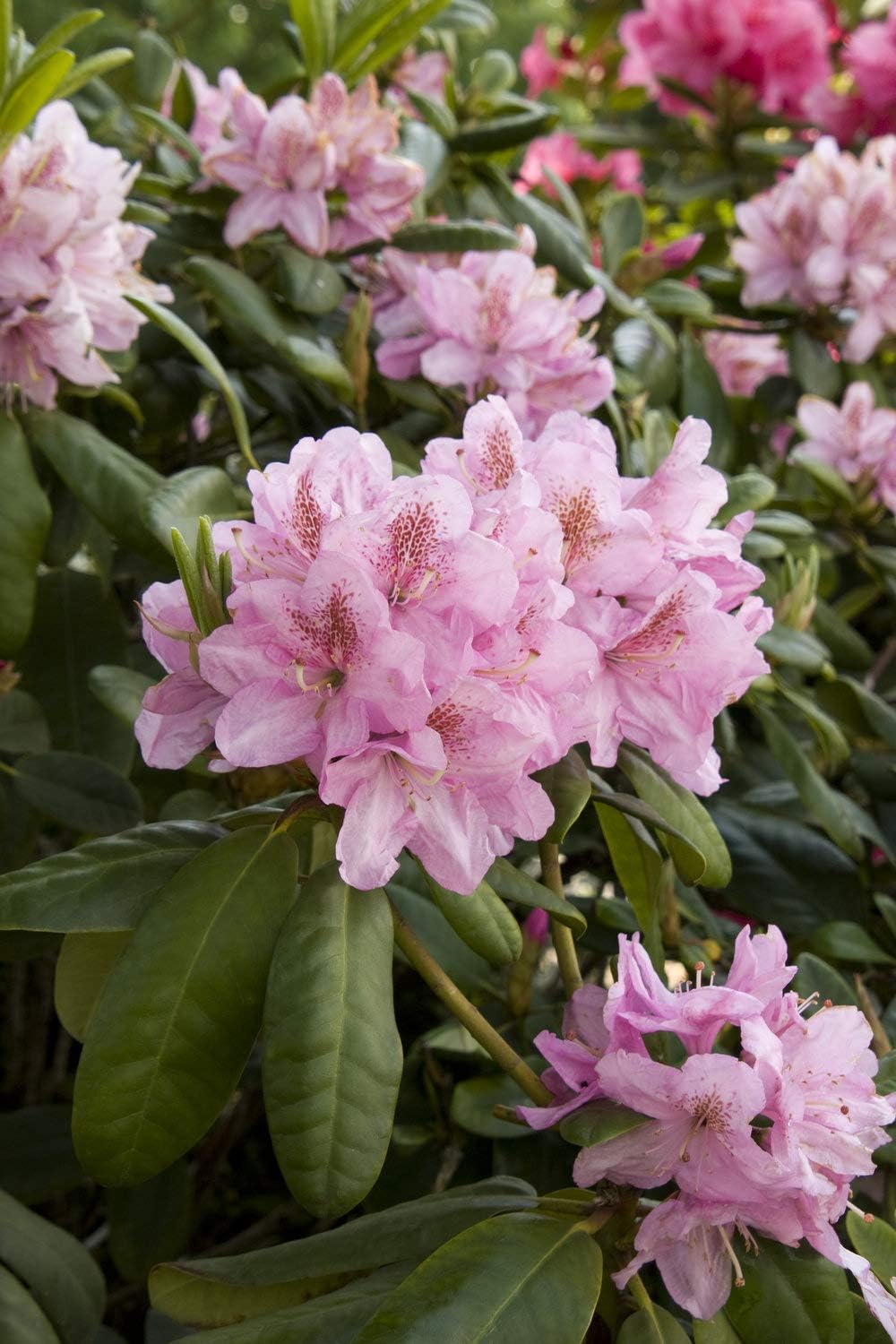 planting rhododendron seeds Organic Soft Pink Rhododendron Flower Seeds for Planting – Heirloom, Non-GMO, High Germination Organic Garden Seeds