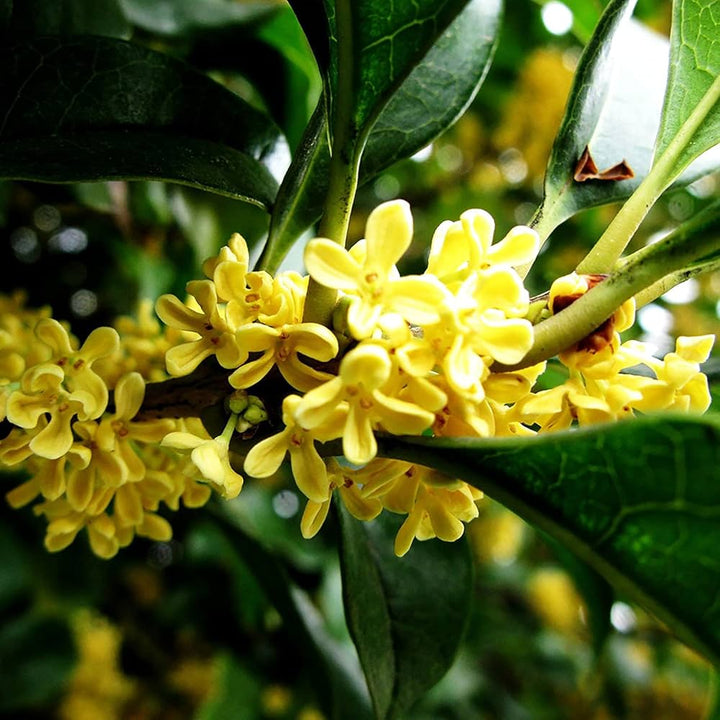 Yellow Osmanthus Flower Seeds for Planting – Heirloom, Non-GMO, High Germination Organic Garden Seeds